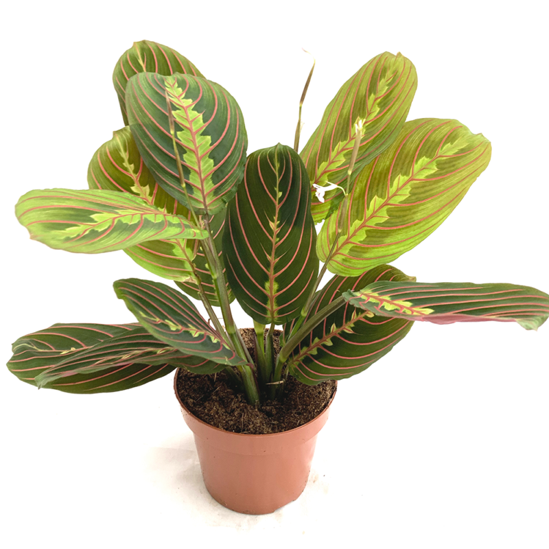 Maranta Bicolor - Botanik Evde