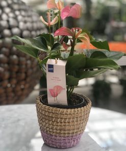 Anthurium - Flamingo Çiçeği - 55 cm