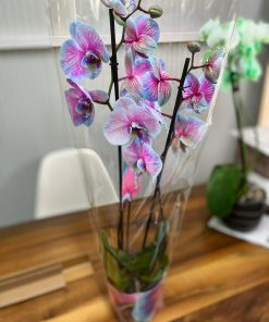 Orkide Büyülü Renkler Çift Dallı - Phalaenopsis