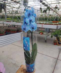 Orkide Magic Blue Çift Dallı - Phalaenopsis