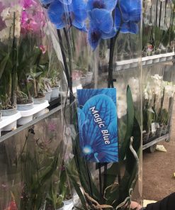 Orkide Magic Blue Çift Dallı - Phalaenopsis
