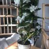 Dendrobium Orkide Exclusive - Beyaz