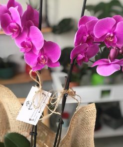 Orkide Çeşitleri - Çift Dal