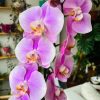 Orkide Çeşitleri - Tek Dal