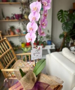 Orkide Çeşitleri - Tek Dal