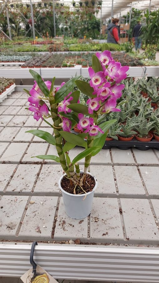Dendrobium Orkide Exclusive - Mor