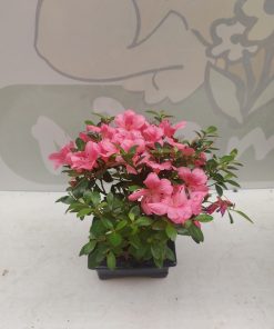 Ginseng Bonsai - 20 cm