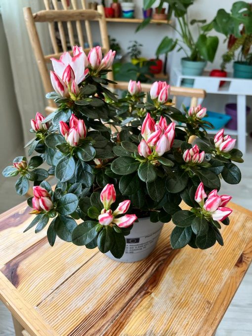 Açelya Simsii - Rhododendron Simsii