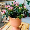 Açelya Simsii - Rhododendron Simsii