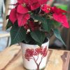 Atatürk Çiçeği - Ponsetya - Poinsettia Christmas Flower