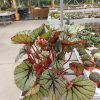 Begonia Red Ruby (Kopya)