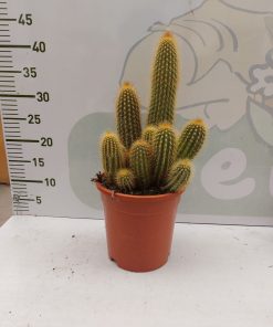Echinocactus Grusonii (İthal) Ø:27 cm, H:25 cm