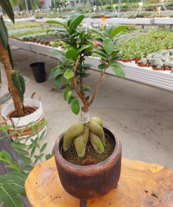 Hayat Ağacı Saksıda Ginseng Bonsai - 20 cm
