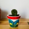 Buda Tapınağı Sukulent -Crassula Buddha's Temple 5,5 cm