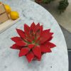 Seramik Saksıda Yılbaşı Çiçeği - Yılbaşı Kaktüsü - Schlumbergera