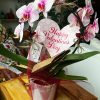 Sevgililer Gününe Özel Orkide  - Phalaenopsis