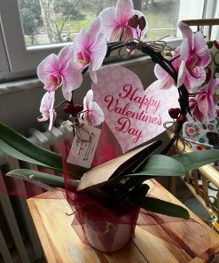 Sevgililer Gününe Özel Orkide  - Phalaenopsis