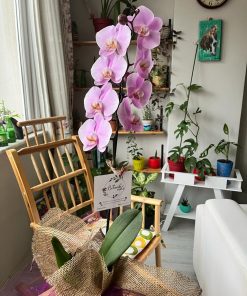 Büyük Boy Orkide Çeşitleri - Tek Dallı 60 cm