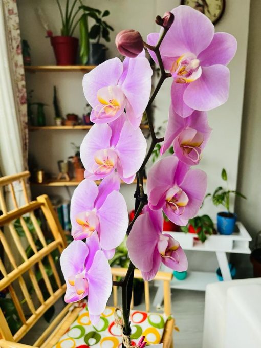 Büyük Boy Orkide Çeşitleri - Tek Dallı 60 cm